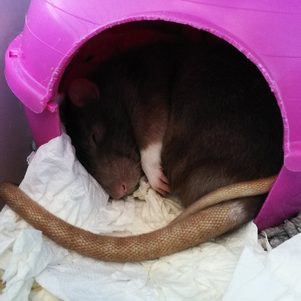 linkindisguise's tweet photo. Goodbye to the bestest boy there ever was 
Perfect in every way. I loved him so much and I'll miss him https://t.co/GDaXPgFlhg