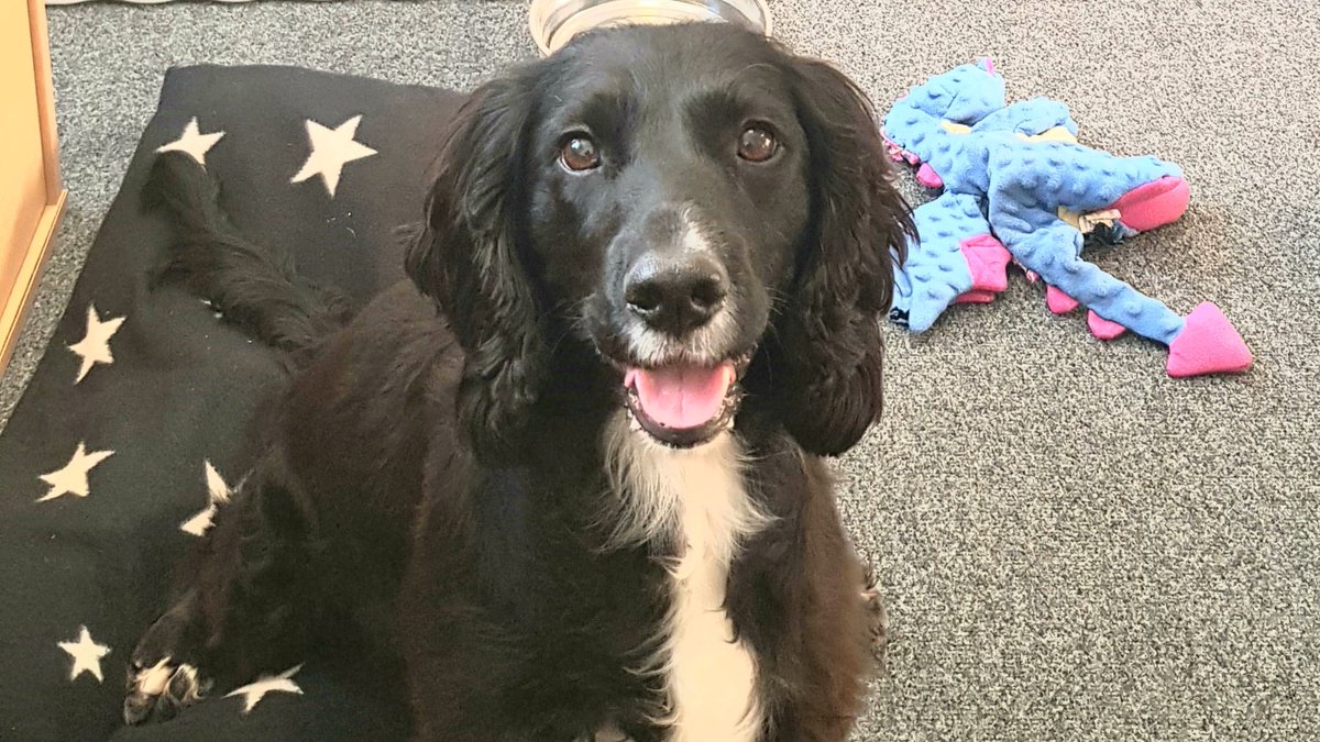 Seeing as its #LoveYourPetDay, we thought we'd show off our Chief Barketing Officer, Heather 😁