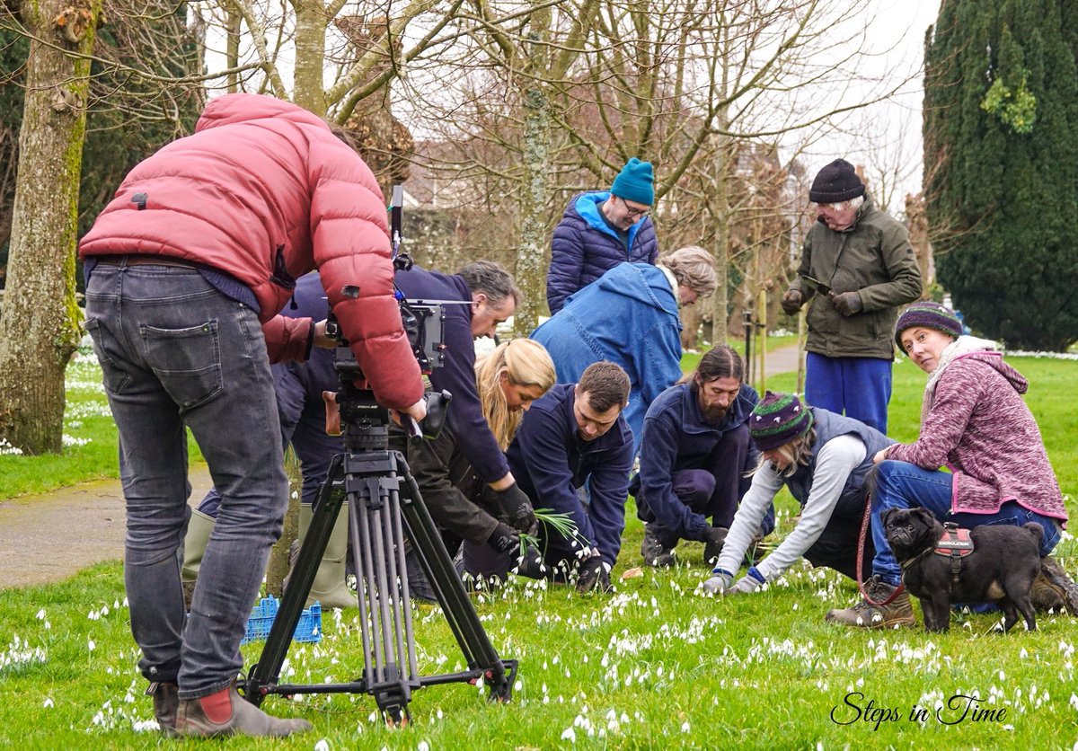 ShaftesburySnowdrops tweet media