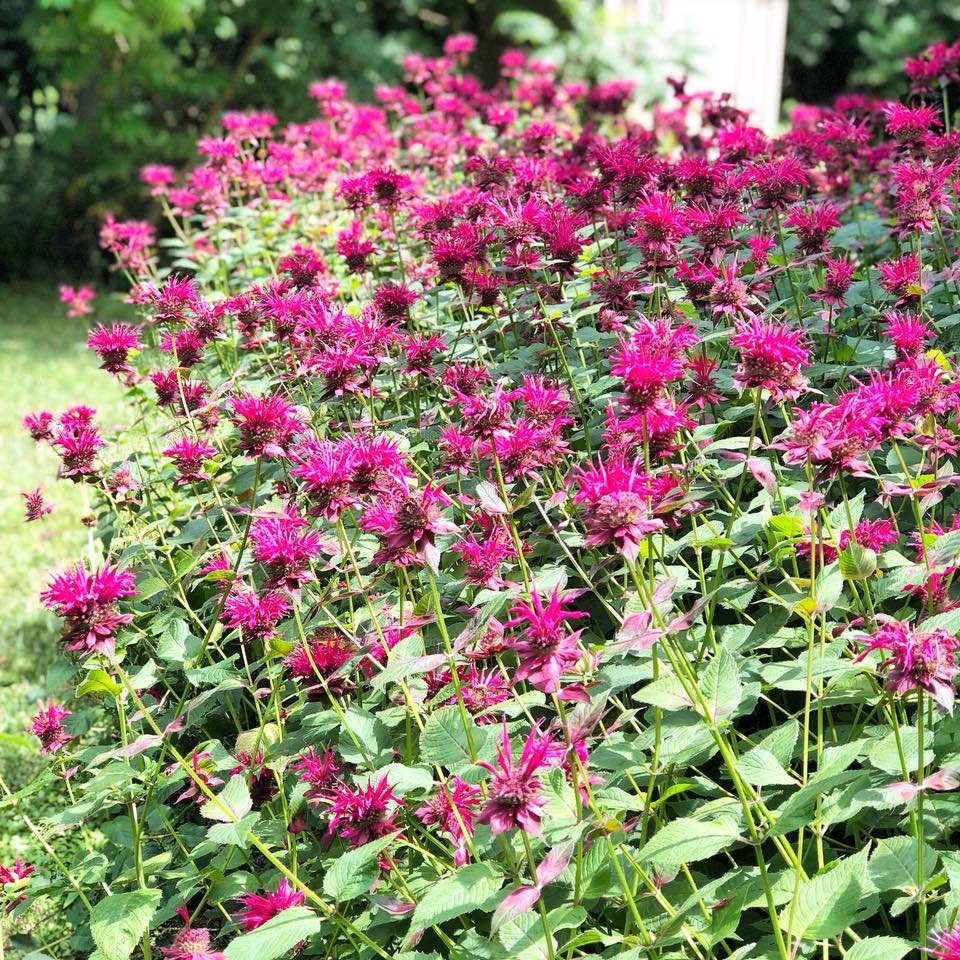 TheJuniperSpoon's tweet photo. 28 days until spring! What are you most looking forward to planting in your garden?
#thejuniperspoon #juniperspoonkitchen #juniperspoongarden #eatlocal #supportlocal #food #fresh #delicious #uniquelymoco #catering #cateringservice https://t.co/liwFtd1CeQ