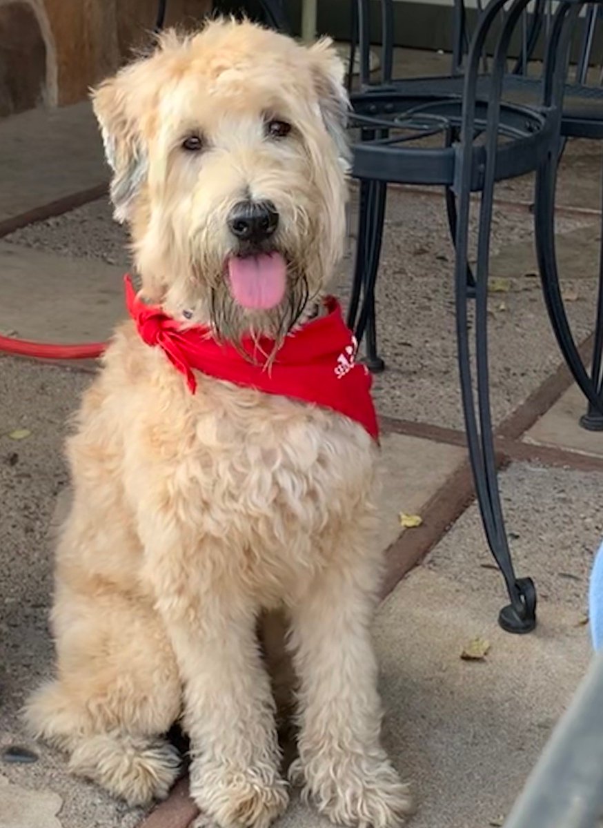 AktionFigures's tweet image. It's #LoveYourPetDay - could anyone accuse us of not loving our pets? No way! Be sure to check back for more Aktion shots of our fur family.