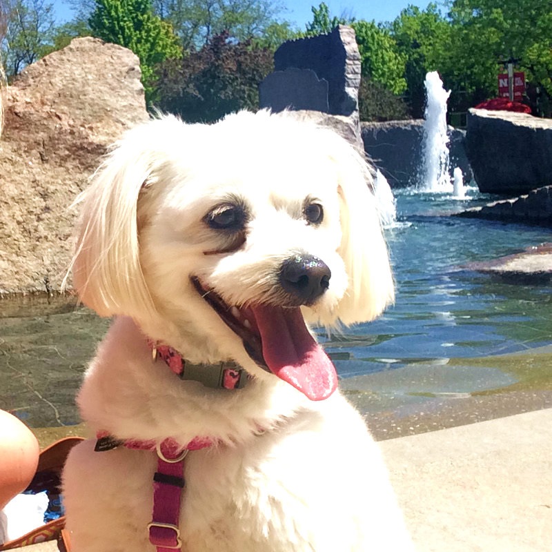 AktionFigures's tweet image. It's #LoveYourPetDay - could anyone accuse us of not loving our pets? No way! Be sure to check back for more Aktion shots of our fur family.