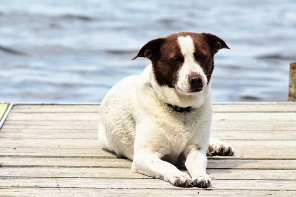 AktionFigures's tweet image. It's #LoveYourPetDay - could anyone accuse us of not loving our pets? No way! Be sure to check back for more Aktion shots of our fur family.