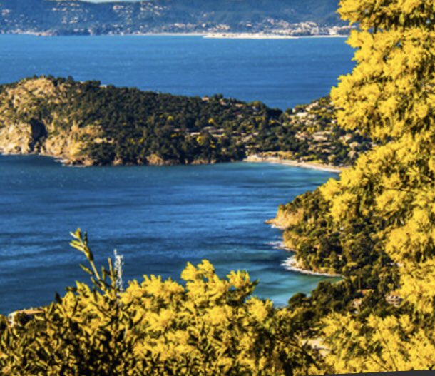 ALLINMARSEILLE1's tweet photo. La route du mimosa vous connaissez ? Non ! Alors je vous y emmène avec Allinmarseilleprovence 
Promenade touristique entre mer 🌊 et soleil ☀️ agrémentée de Corso - Carnaval - Festival  #allinmarseilleprovence #100ansducorso #BormeslesMimosas #CotedAzurFrance #toursprives https://t.co/TFnDPRfGrt