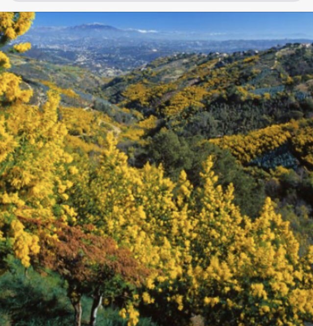 ALLINMARSEILLE1's tweet photo. #histoiredumimosa #soleil #Grasse #fragrance #citrons #festivalmenton https://t.co/73PmTXdIy7