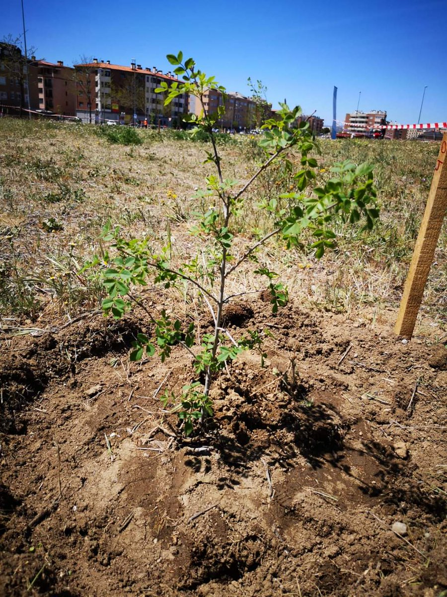 bosque_un's tweet photo. El próximo día 22 de febrero en Ávila (Puente de la Sanguijuela). plantaremos los árboles que no habíamos colocado en el acto del día 6 de abril de 2019.

Además, realizaremos la reposición de los árboles que se han secado, desde las 11 a las 12 horas. https://t.co/Y1JnoLBSip