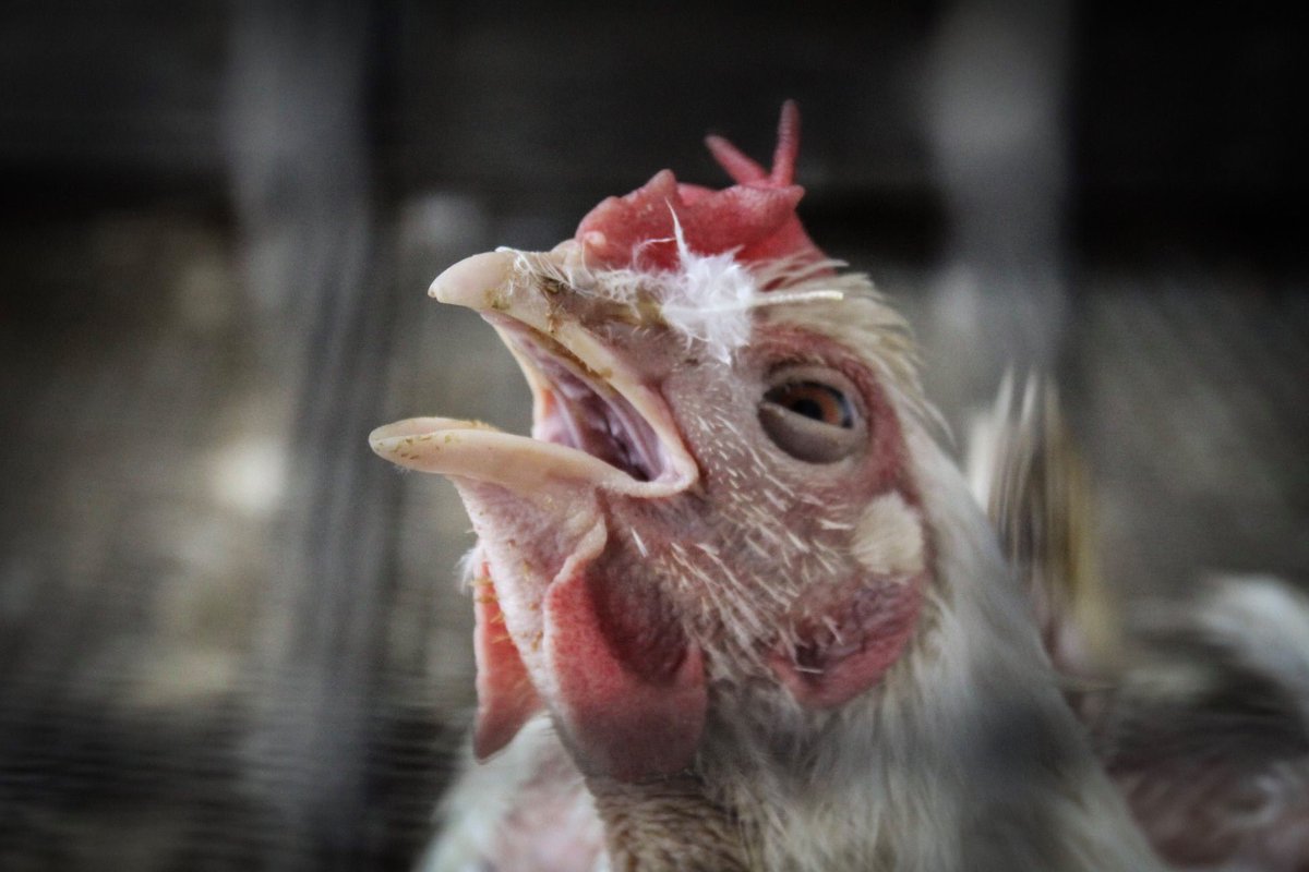 Total Animal Liberation tweet media