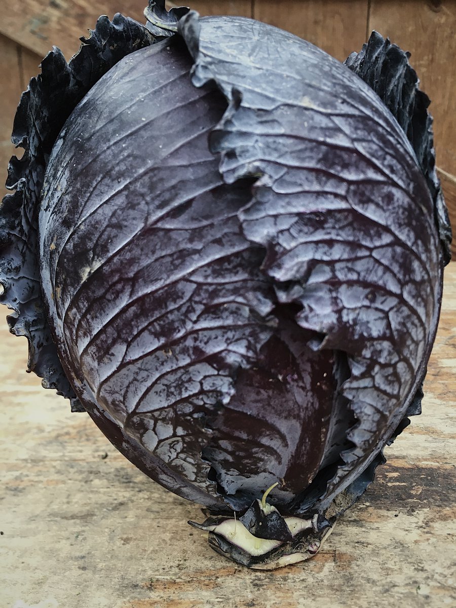 RealFoodBox's tweet image. Cornish Red Cabbage in our #vegbag next week, grown by Andrew Thomas at his farm overlooking St Michael's Mount. 

Slice and let sit for 10 minutes before cooking to bring out the best flavour, and cook with a splash of vinegar to preserve the beautiful colour. 

#eatseasonal