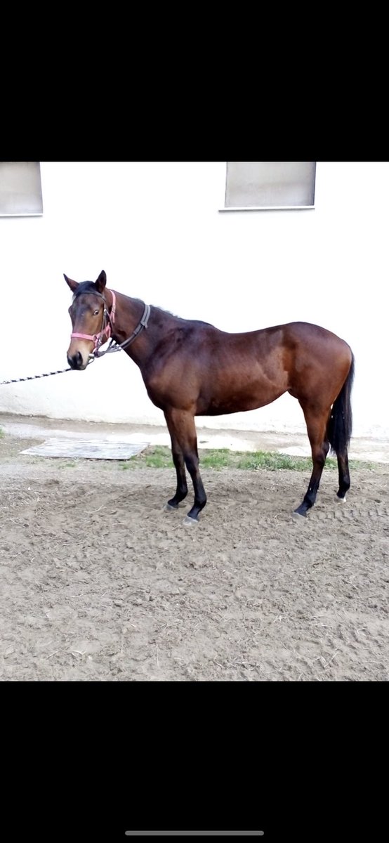 ozbelgestud's tweet photo. King’s pleasure— mountain storm(mountain cat) 2018 doğumlu “Dişi” tayımız satılıktır. Tayımız izmir hipodromunda kenter yapmaktadır. İrtibat numarası: 05323137989 https://t.co/Jr8MbhThS5