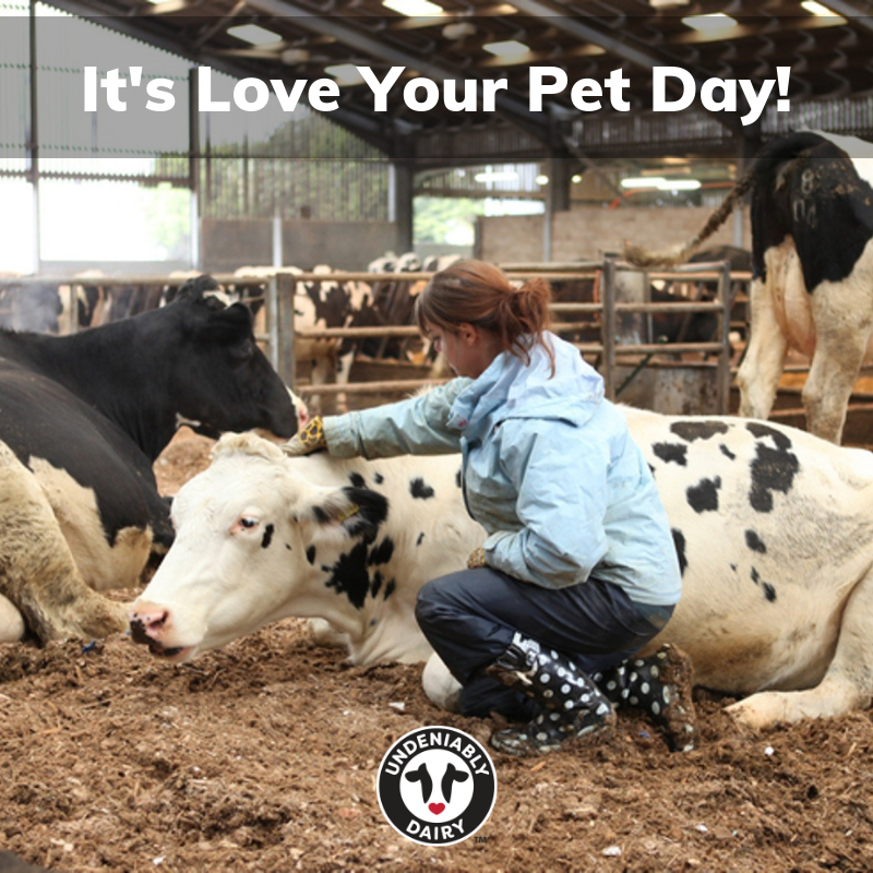 dairyleaders's tweet photo. Dairy farmers love their cows not just today, but every day! Comment with a photo of you loving your pet and the cutest photo will win a $10 Amazon gift card! #LoveYourPetDay #undeniablydairy 🐮🐮🐮 https://t.co/DNCPlcBcrh
