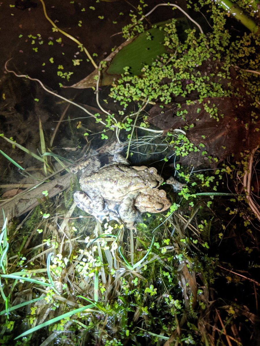 North West Wales ARG tweet media