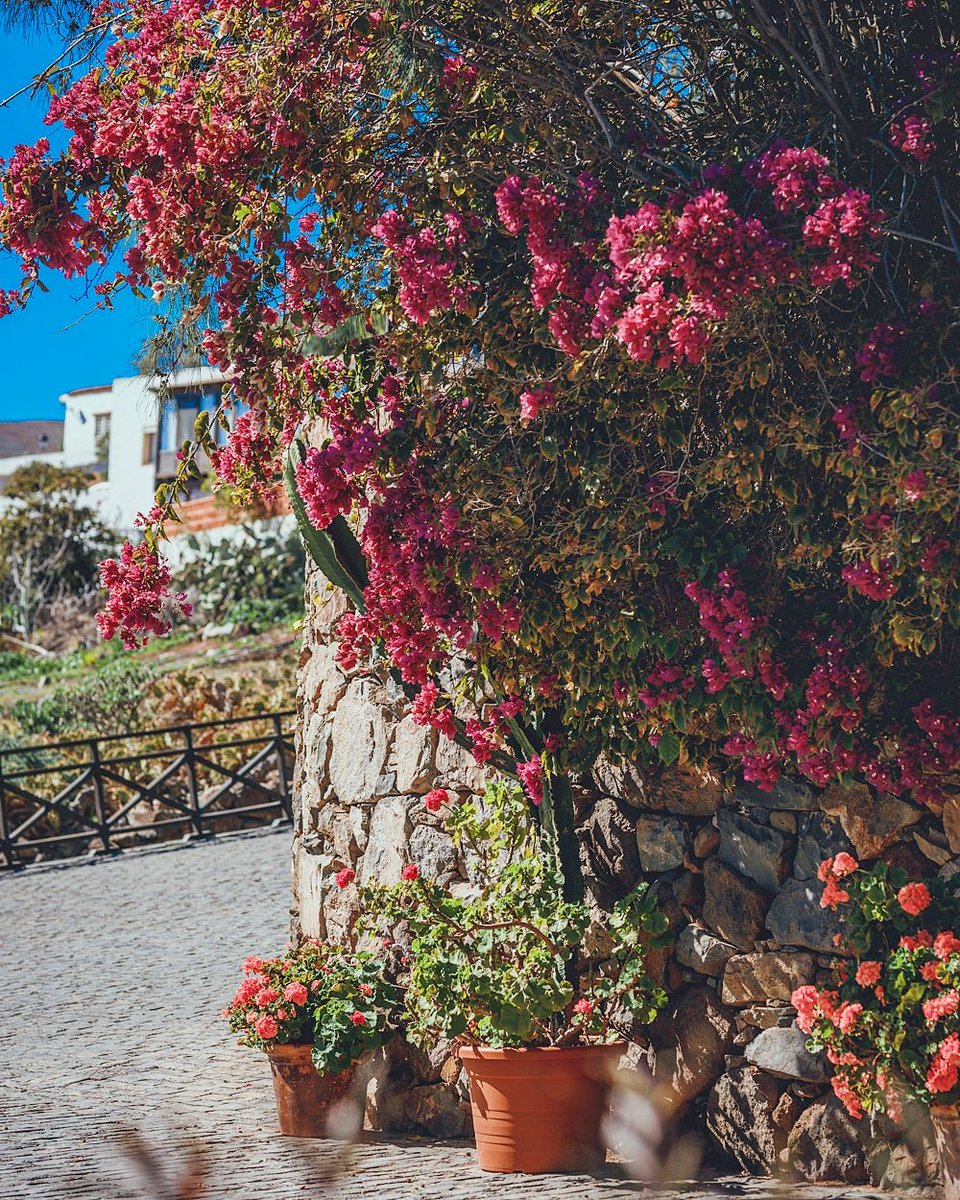 21stLiving's tweet photo. It's always spring in Fuerteventura. Flowers and trees are blooming all year round. 
Siempre es primavera en Fuerteventura.  Las flores y los árboles florecen todo el año.
#twentyfirstliving
.
.
Get in Touch now 📩 https://t.co/xPs9dBcCo9
#fuerteventura #property https://t.co/HJ6W3uMWt4