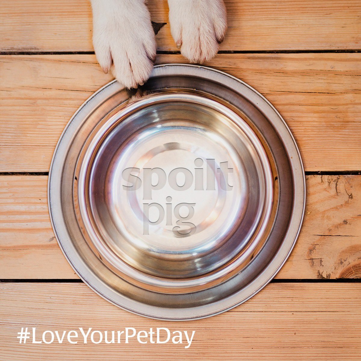 spoiltpig's tweet photo. Did you know it's #NationalLoveYourPetDay? How will you be spoiling your furry friend? #spoiltpigbacon #awardwinning #british https://t.co/qIphizlvmh