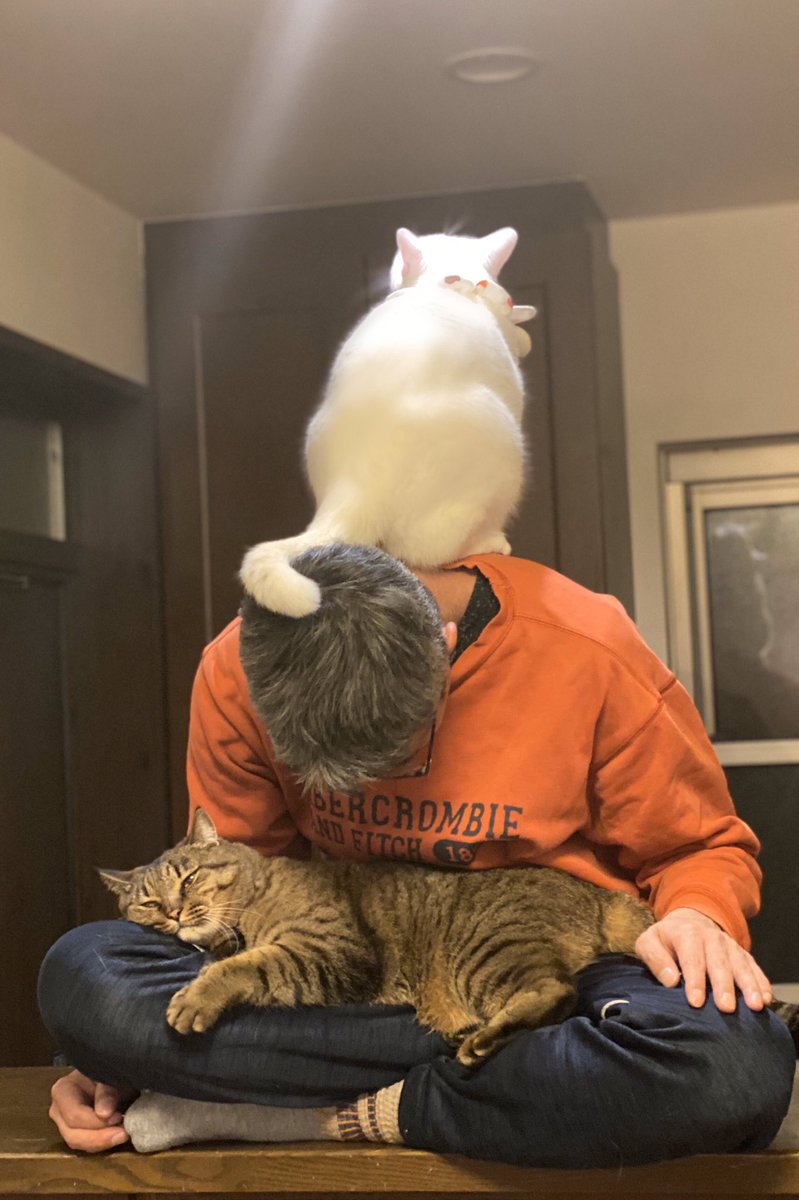 猫さんから好かれまくっている旦那さんが猫仙人状態に かなり辛そうだが羨ましい 可愛い拷問 Togetter 猫さんから好かれまくっている旦那さんが猫仙人状態に かなり辛そうだが羨ましい 可愛い拷問 Togetter