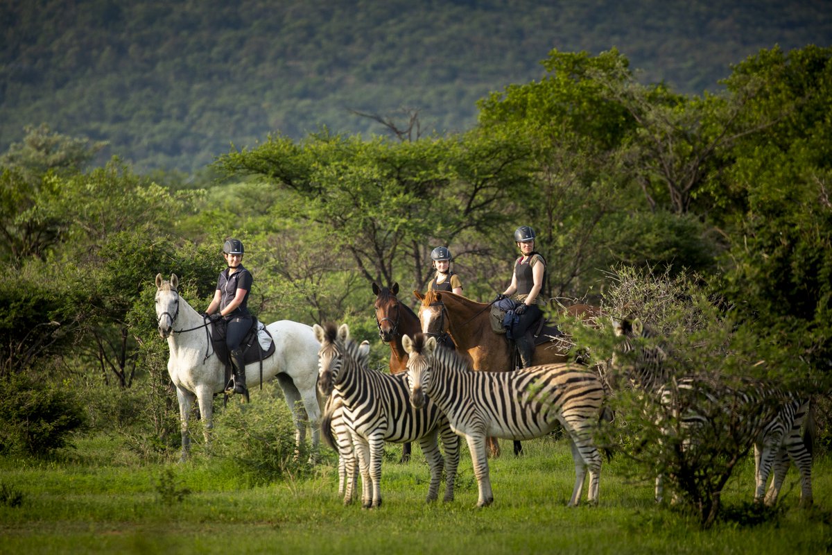 Equus Journeys tweet media