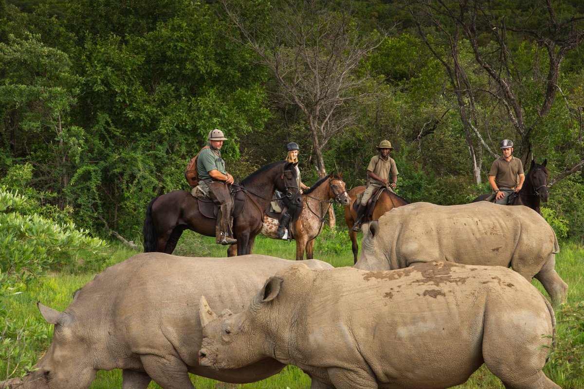 Equus Journeys tweet media