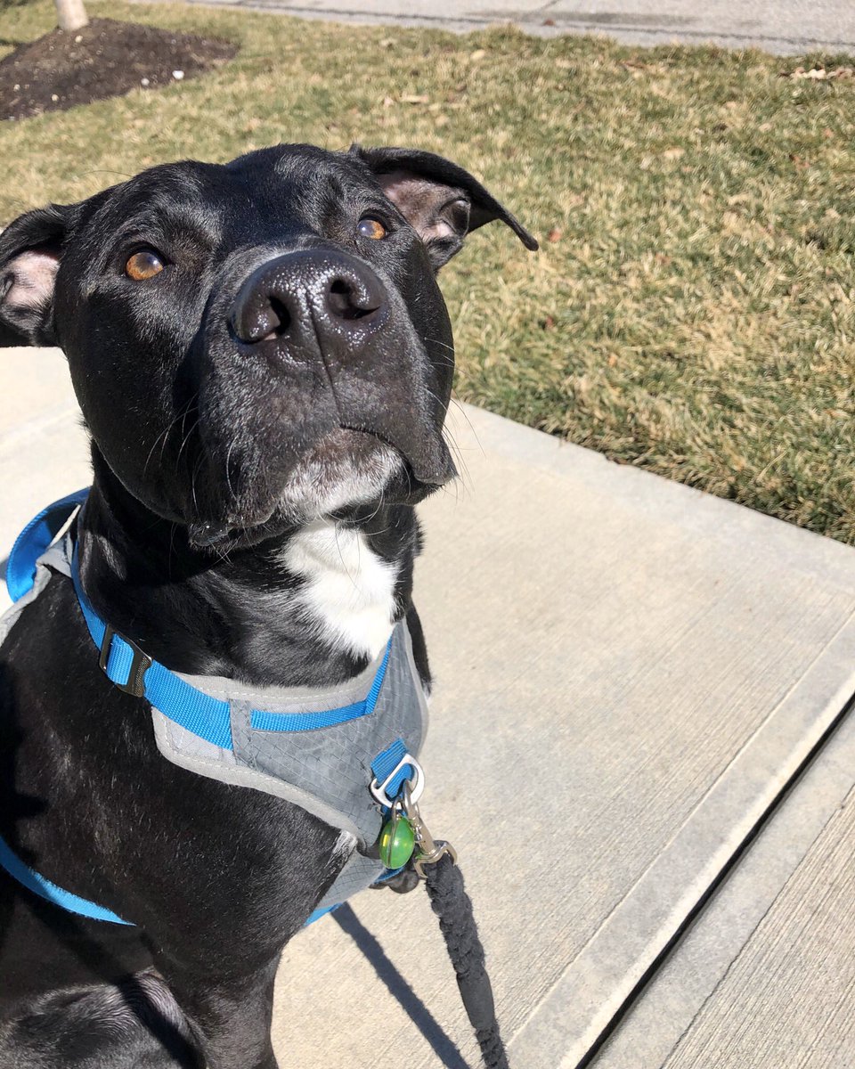 Dog Training by Jarod 🐶 (DogTrainerJarod) Twitter