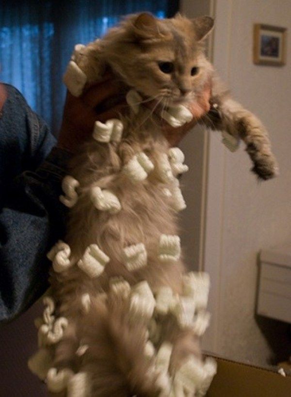 9gag On Twitter Cats 0 Static Cling 1 Https T Co 1haqlsbg0w Twitter