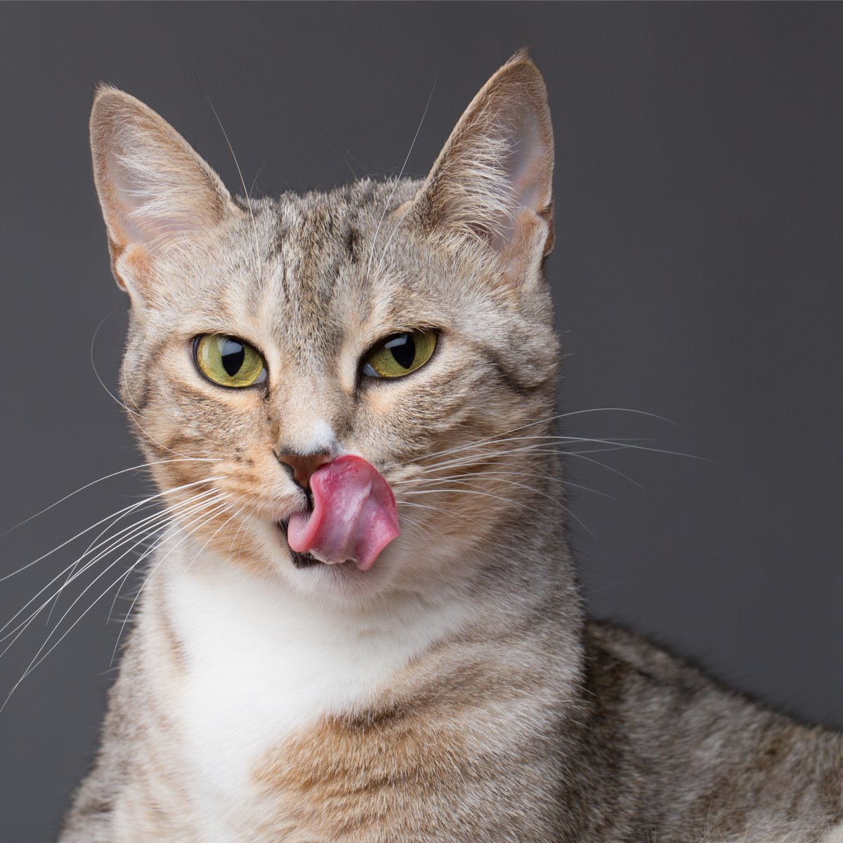 CocoSolution's tweet photo. Y tú, ¿qué gato te sientes hoy? 🐈
#ledamosalcoco #gato #Felizdiadelgato #DiaInternacionalDelGato #catlovers https://t.co/jFajrmyDC3
