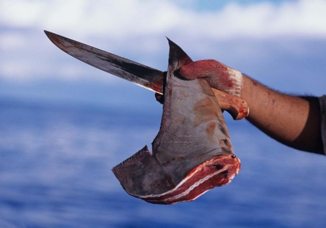 oceanews's tweet photo. Cerca de 70 MILHÕES de tubarões são mortos todos os anos por causa da pesca, principalmente em função da "sopa de barbatana", como é conhecida.⁣

Já os óbitos causados por tubarões, geralmente por acidentes, não passam de 10 por ano! Quem são os verdadeiros assassinos?
⁣ https://t.co/Jfch8DiGQX