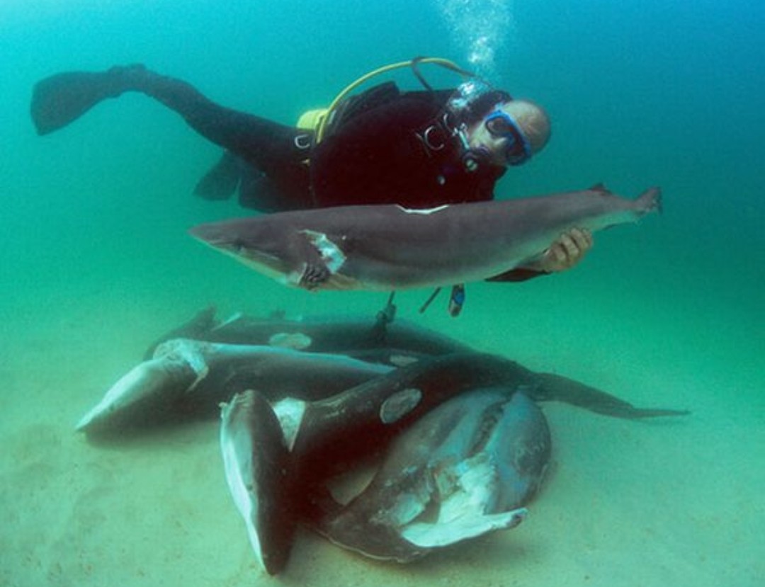 oceanews's tweet photo. Cerca de 70 MILHÕES de tubarões são mortos todos os anos por causa da pesca, principalmente em função da "sopa de barbatana", como é conhecida.⁣

Já os óbitos causados por tubarões, geralmente por acidentes, não passam de 10 por ano! Quem são os verdadeiros assassinos?
⁣ https://t.co/Jfch8DiGQX
