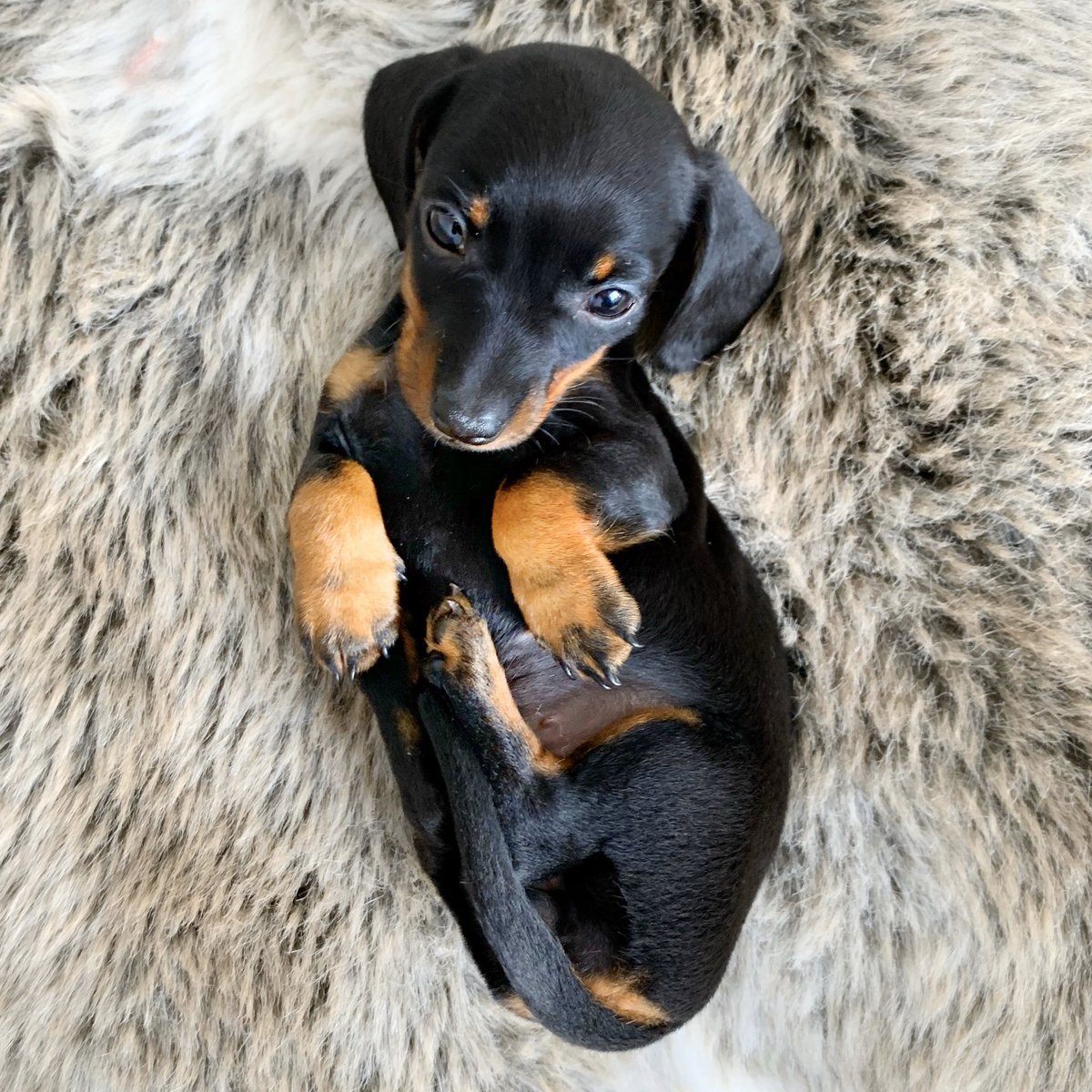 loulouminidachs's tweet photo. Loulou &amp; puppies:
5. Biggest girl.
6. Smallest girl.
7. Loulou. https://t.co/ARBWeDCaoH