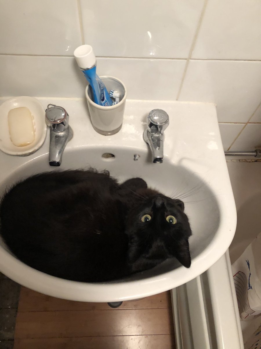 B_Good79's tweet photo. @frostatwork Our Pud loves chilling in the sink too https://t.co/4V1eKnyVda