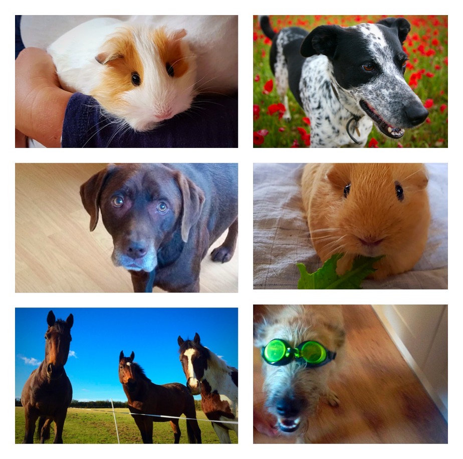 RealFoodBox's tweet image. Happy #LoveYourPetDay!

Life is so much better shared with furry, four legged friends!

Show your pet some love today, in thanks for making you smile. 

#pets #mansbestfriend #furbabies