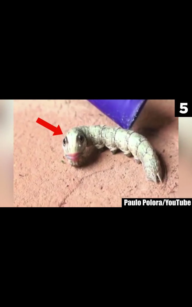 JakeMackenzie2's tweet photo. That catapillar tho its so weird it has lips i just love this it looks so real. never saw a paturn such as this https://t.co/gJmAZmeZfW