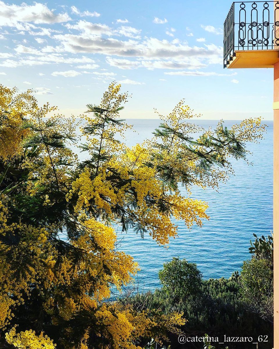lamialiguria's tweet photo. C'è un quartiere del ponente genovese dove il sole disegna i contorni delle case e il profumo delle mimose si mescola alla salsedine.
#Crevari è un balcone affacciato sul mare 🤩
#lamialiguria
📸 Ph via IG @caterina_lazzaro_62 https://t.co/Rlgqtr4Pqd