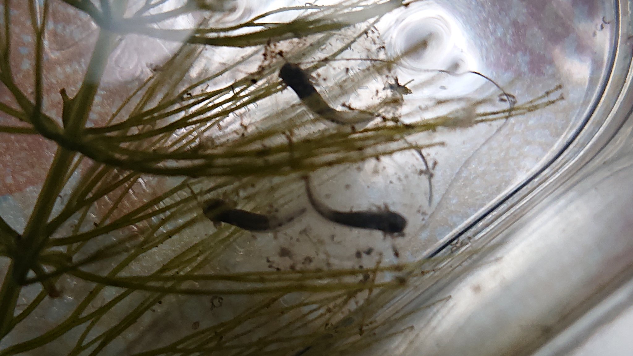 Dianne ウーパールーパーの卵 順調に成長中 無事に孵るかな ウーパールーパー 両生類 ウーパールーパーの卵 観察