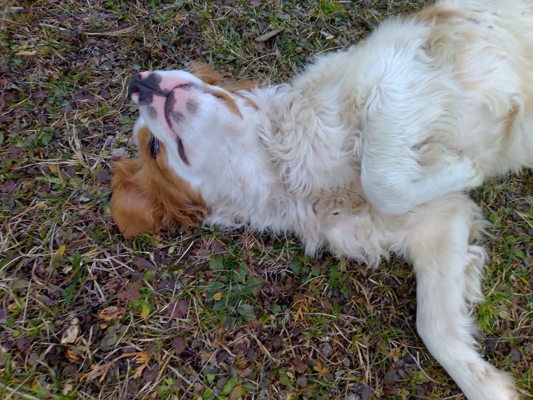 Adopt Don’t Shop tweet media