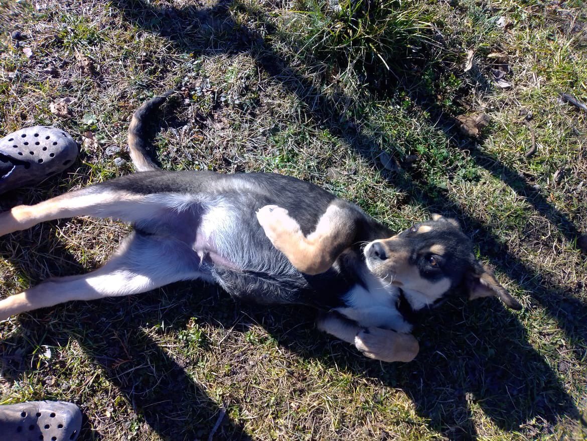 Adopt Don’t Shop tweet media