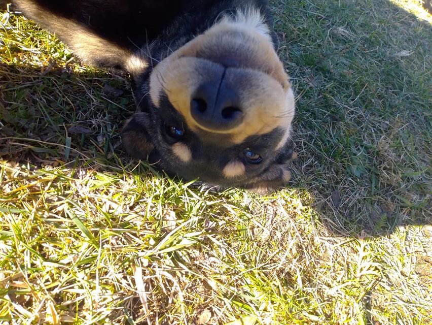 Adopt Don’t Shop tweet media