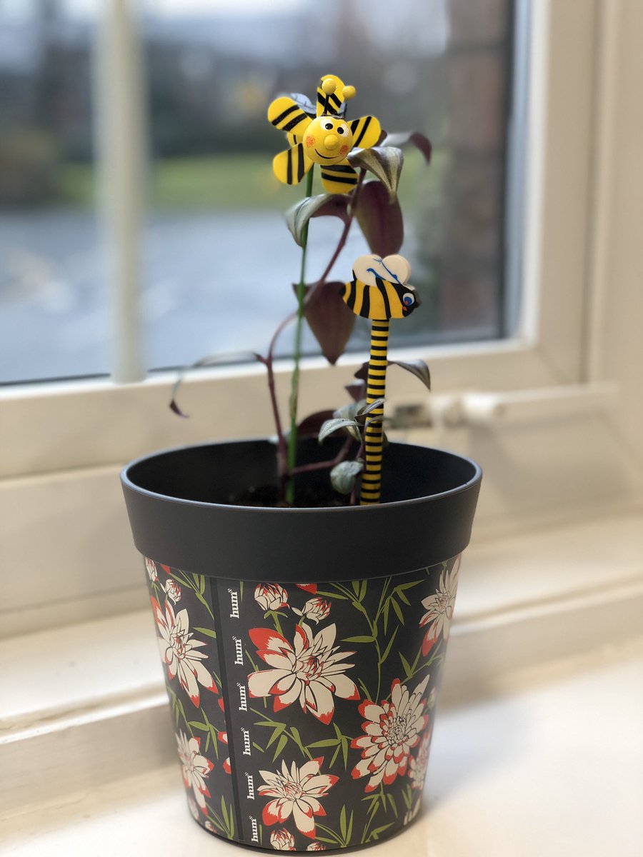 IJSayers's tweet image. Spent my lunchtime repotting the office plant in the @GMMH_NHS Apprenticeship Office - something to brighten up this miserable weather outside

#Wellbeing #growyourown
