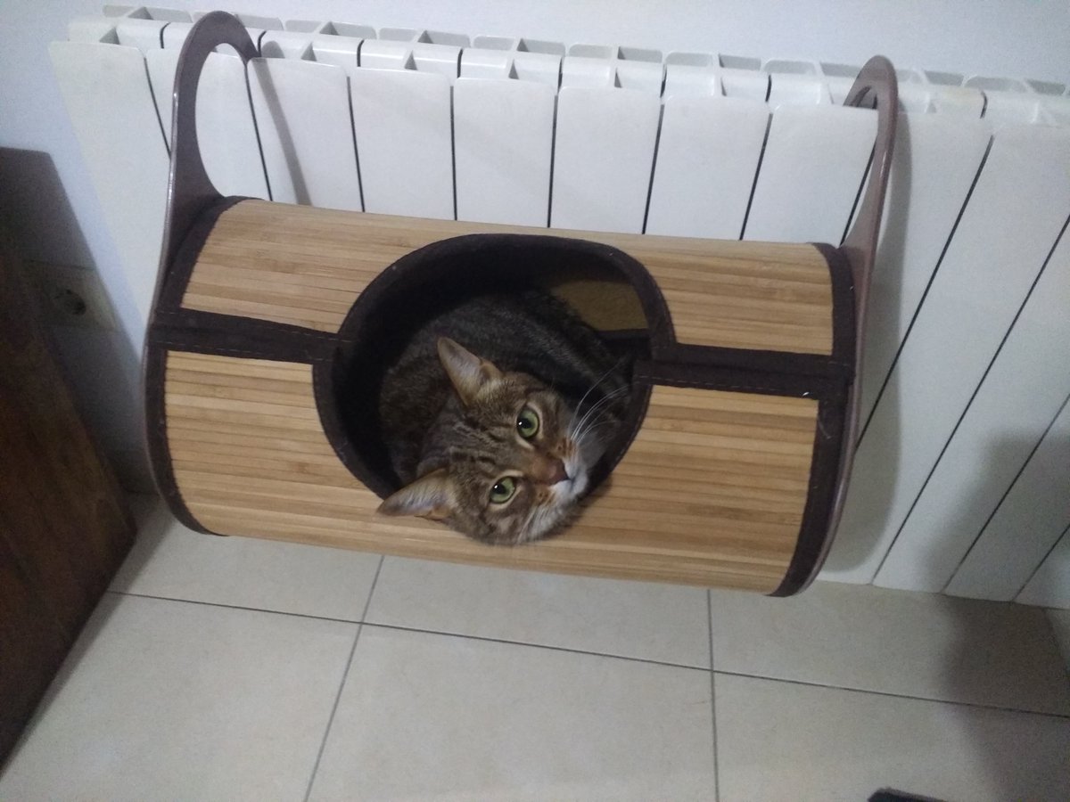 akavai78's tweet photo. Ai, que em despisto!! #Pickwick #Krapp #diainternacionaldelgat #gats #loveyourpetday #diainternacionaldelgato #contribuimaltrendingtopicdavui https://t.co/DfUBtjIFoa