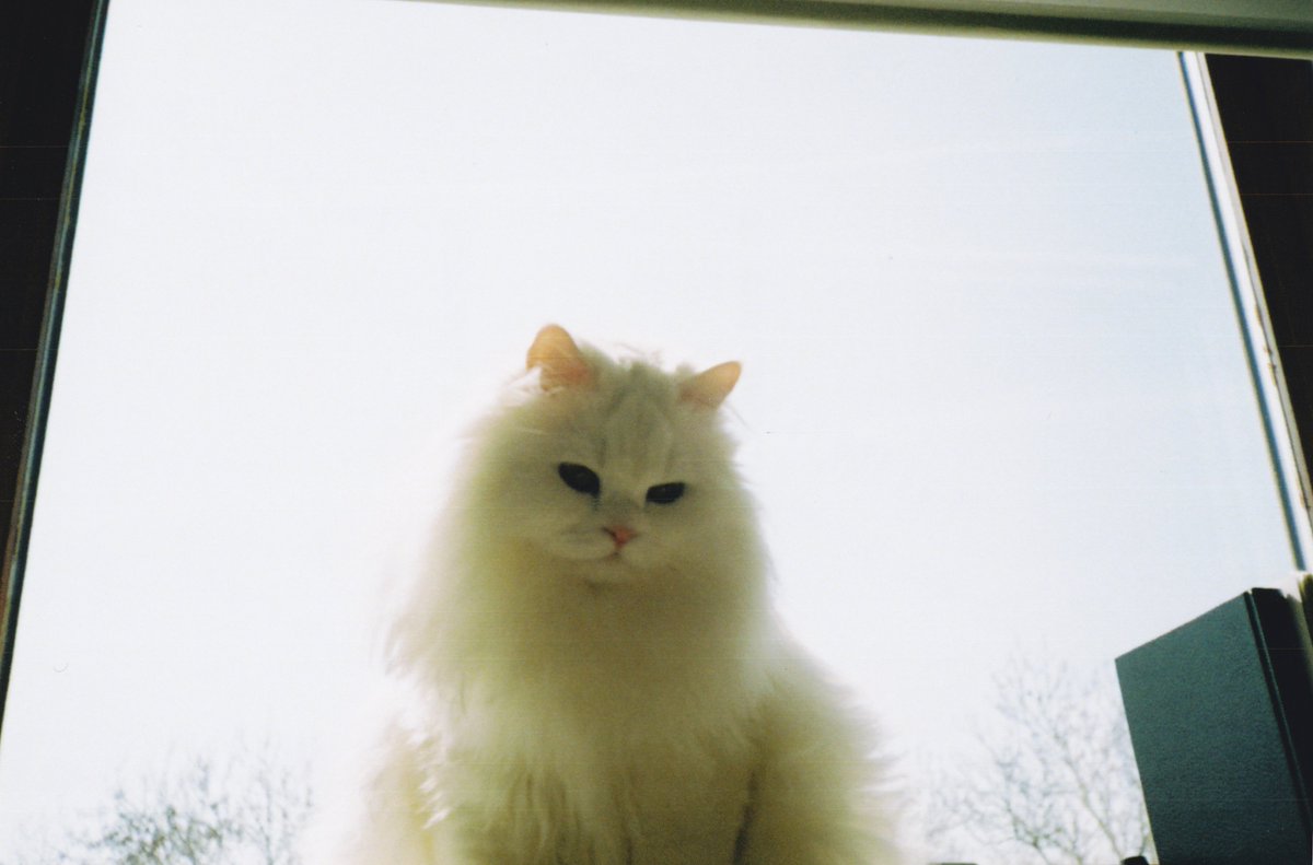 enjoythesmall's tweet photo. He's fat but I love him #LoveYourPetDay #FatThursday #kittycat #filmcamera https://t.co/XaKMTxP1xp