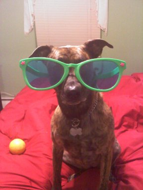 wherwegoin's tweet photo. Natty is ready for the #pawty  #fox29goodday https://t.co/Lol8dchCHJ