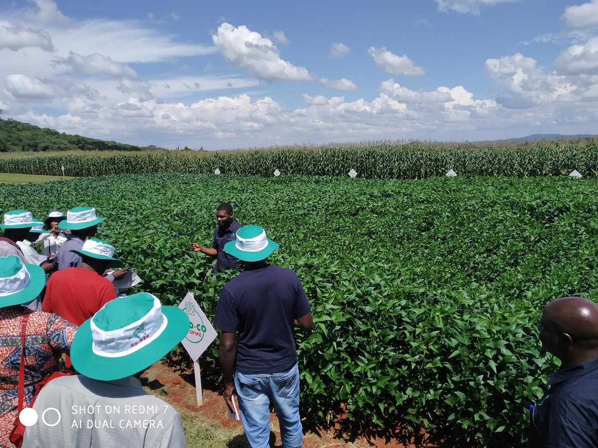 sansoleopinion's tweet photo. 1/2: Day 2/3- @ZAGPInfo @euinzim #ZAKIS spent the day with @MoLARR_Zim Ext, Res and Edn colleagues at SPAR Zim HQ, and @SeedCoZim Rattray Arnold Research Station, continuing with look and learn your. https://t.co/4mbSiBjZ8O