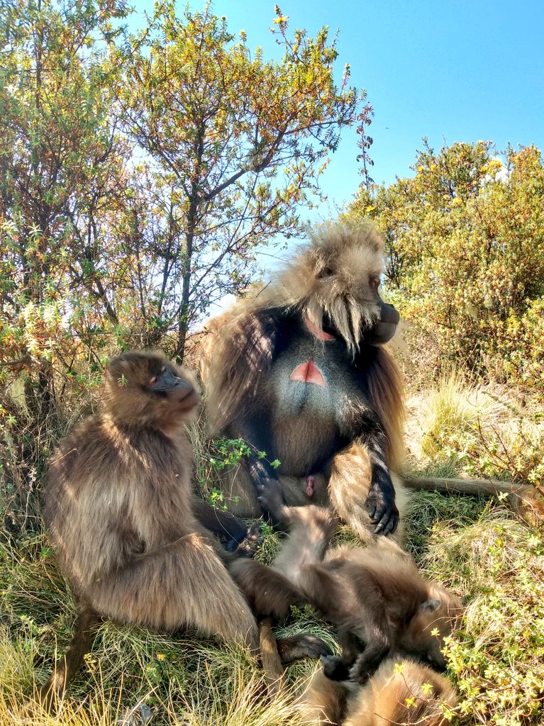 scarrera11's tweet photo. I realize that 21ยฐC doesn't sound hot.. but at #highaltitude in the strong sun it is!
And with few trees up on the plateau, #geladas are using any little bush for some shade ๐ณ๐
#geladagroupie #yearwithgeladas #smgrp #shade #ecology #TheropithecusThursday https://t.co/yNbb8elsrw