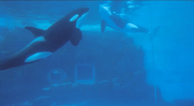 シャチのtwitterイラスト検索結果