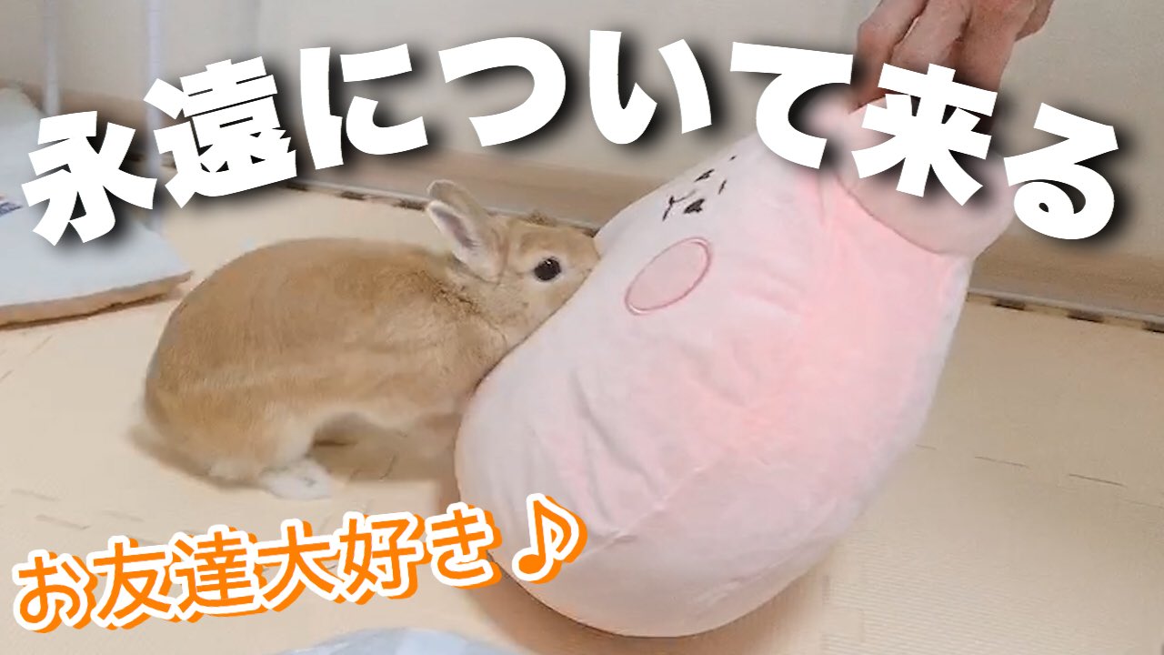 もこ Usagi Moko Twitter
