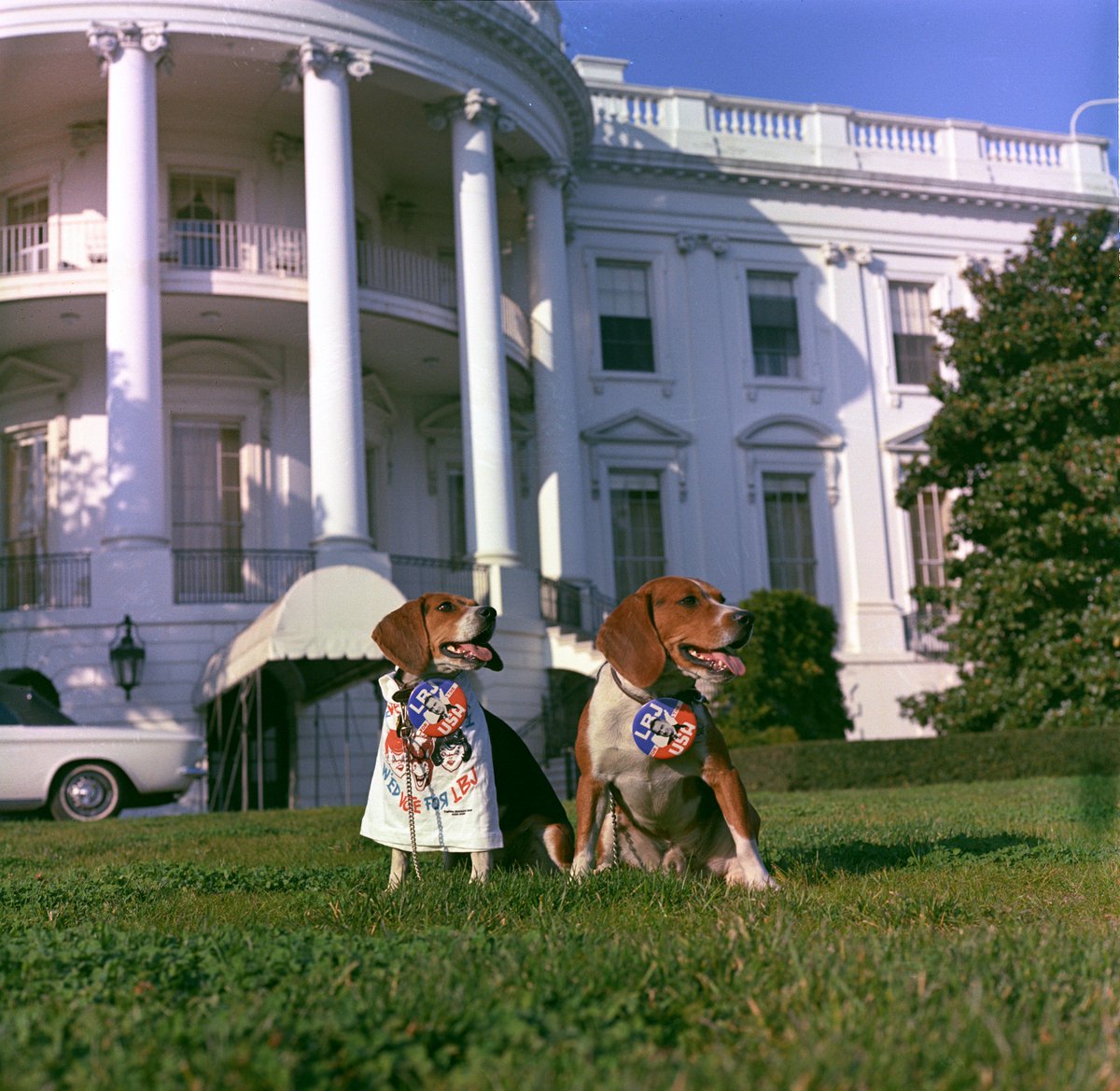 OurPresidents's tweet photo. Since it's 2/20/2020, we're starting off the day with two Presidential pets. Hello-hello to LBJ's beagles, Him and Her, that time they wore twin "LBJ for the USA" buttons outside the White House! 

📷@LBJLibrary: October 14, 1964. https://t.co/vLtmUsBi0A