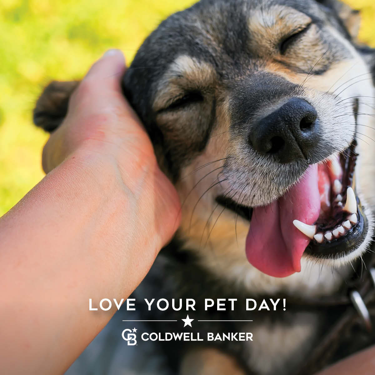 CBKTTWEET's tweet photo. At Coldwell Banker, every day is ‘Love Your Pet Day’! We have helped more than 20,000 pets find homes through our Homes for Dogs program. #HomesForDogs #Ohio https://t.co/jbVsJPbocV