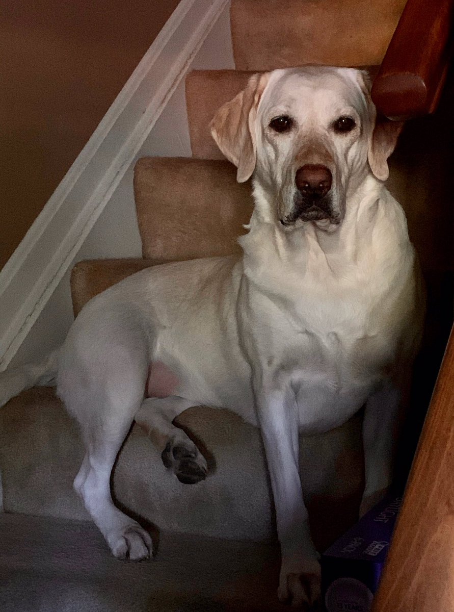 #GoodDayDC This is #Trixie and she is 5 years old. The most lovable pet ever and loyal to the bone. #MyGirlTrixie