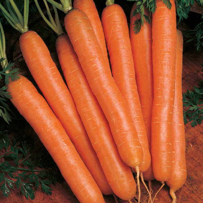 This week's special 

Super sweet Nantes Carrots - 25lbs