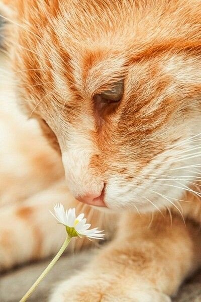 Coeur_Turquoise's tweet photo. @catfan57200 @CassinDe23 @limon_jaime @JeanneReinhart @Amor_LOUHICHI @hagaysobol Les pâquerettes sont de sortie #ChèreMariele 💋 🍃 🐱 et le soleil aussi. Tout pour faire de ce #jeudi une belle journée à partager. À toi et tous #LesAmi🌼💚🌼je le souhaite de tout coeur🙏 https://t.co/fzCewHhDo6