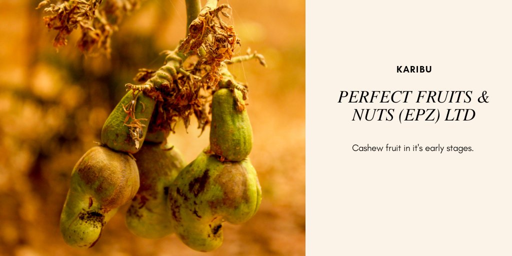 nuts_perfect's tweet photo. Most of us are unaware of the cashew fruit , how it looks and it's early stages of growth. A tree grown from seeds takes 3 to 5 years to produce it's very first fruits. 
#cashew  #healthyfood #nuts #cashewnut #food #instafood #healthylifestyle #kenyan #companies #Kenyancompanies https://t.co/RNP9TvyyQz