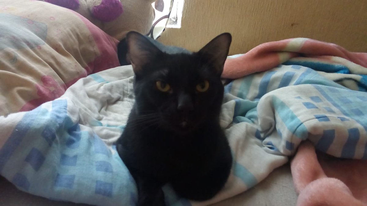 leoncitamoxaa's tweet photo. #juevesderockconmiguel y yo amooo a los gatos tengo 2 que son hermosos!! @AbregoMike @YODEBUENAS @YoAmoLa99 @Guirnalda18 @maruka232 @elizabethhilari @dahyguettcerezo @YadhyUrios @CesarDrumond https://t.co/REgxssOfHt
