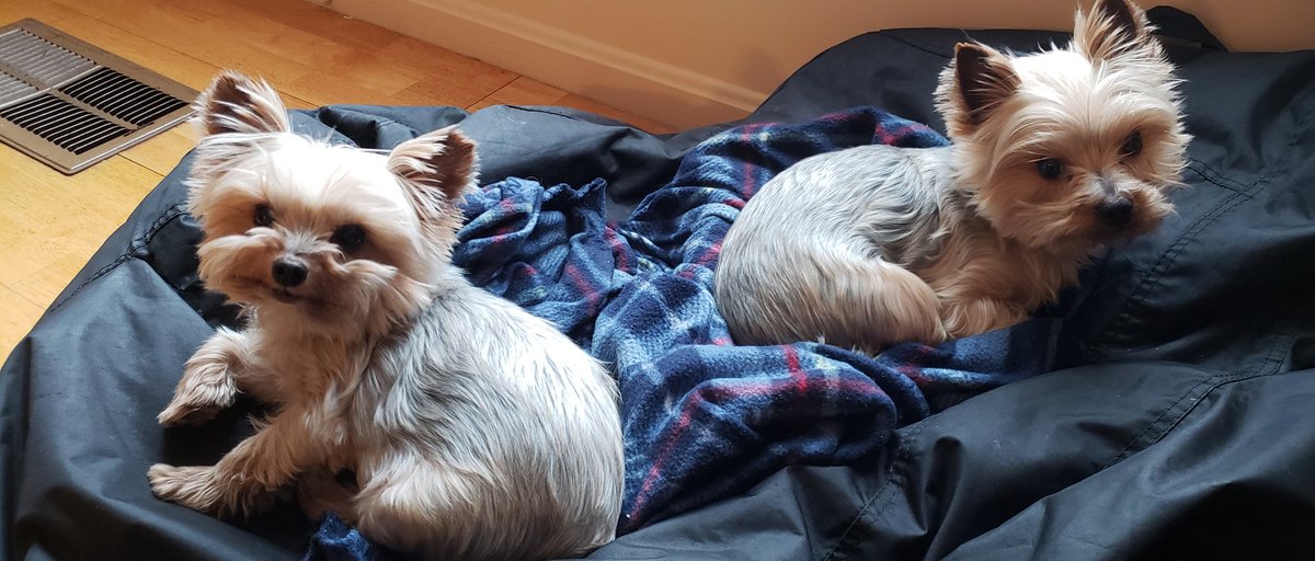 Snickers and Skittles say "Being adorable is hard work". #gooddaydc #NationalLoveYourPetDay